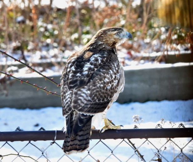 A Broad-winged hawk, probably the dove tormentor. He has al most three feet wingspan