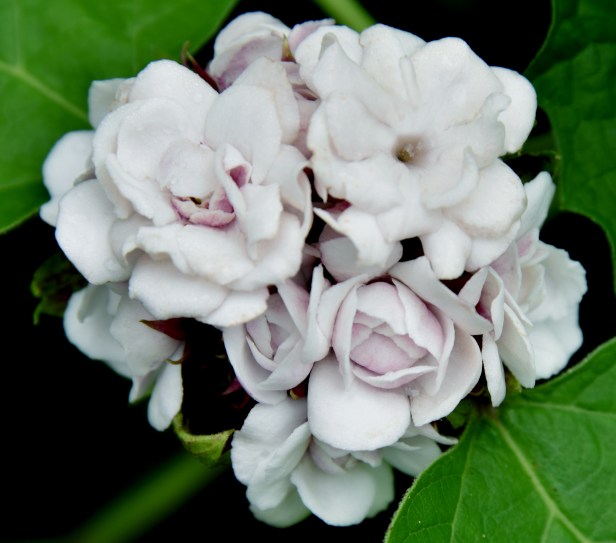 A clustered bouquet of pale pink fragrant flower at the top of the plant