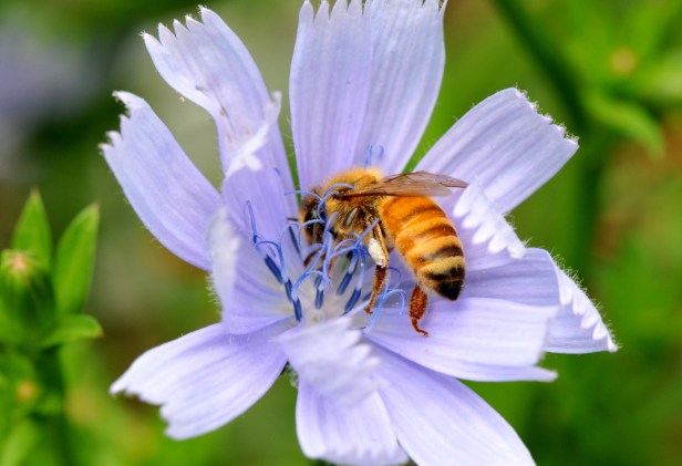 Chicory flower changes color from sky blue to lavender blue as it ages 