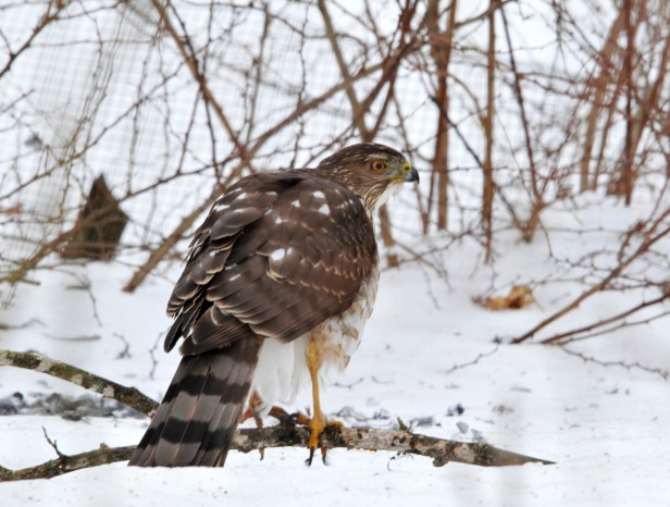 Cooper's hawk has much longer tail. This image is from a couple of years ago when I caught him in the act of dismantle a bird.