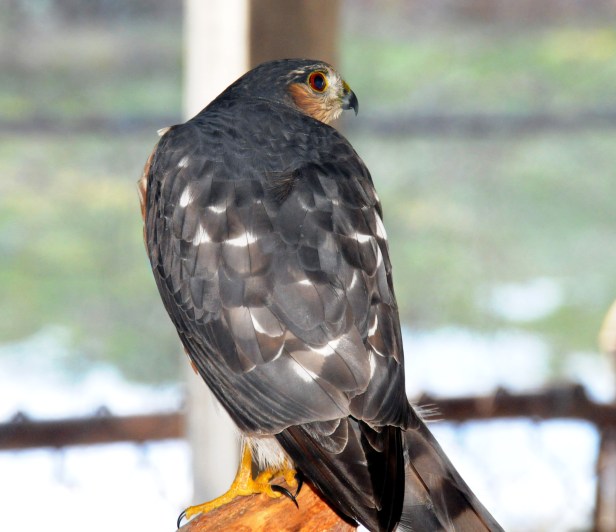 One of the Cooper's hawk decided that our kitchen is also his kitchen; he hang out on the woodpile outside the kitchen. 