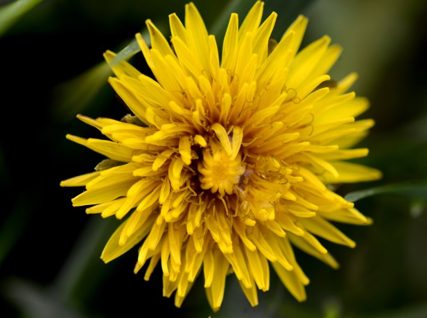 Dandelion
