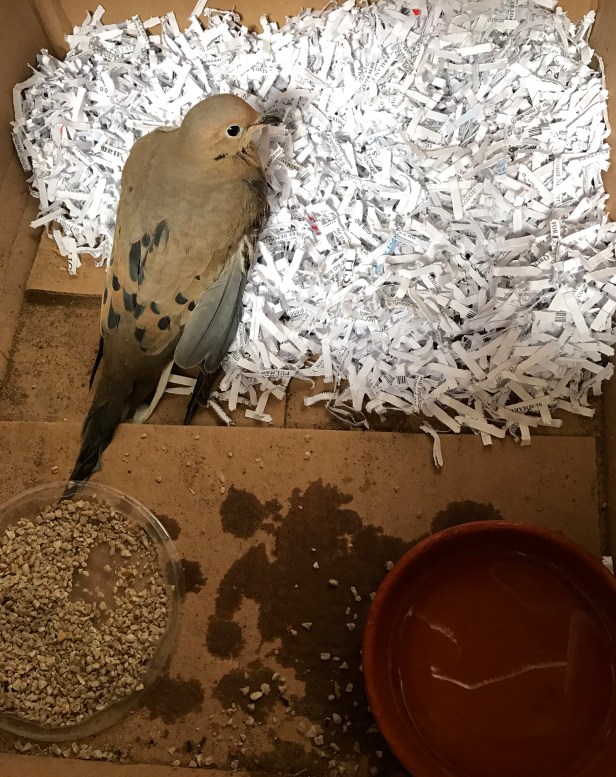 A made up shelter with shaded paper for warmth, food and water.