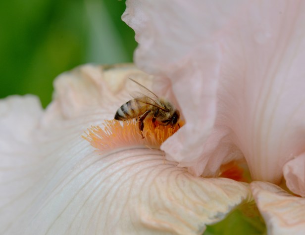 This iris is a re-blooming variety