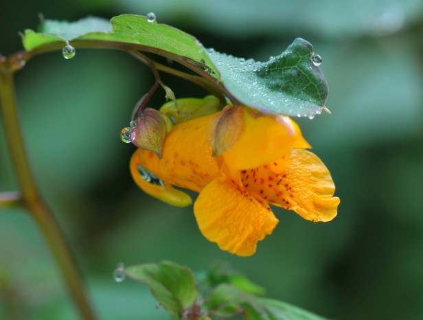Jewel weed