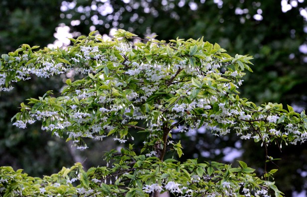 The branches spread out in layers with flowers under each layer