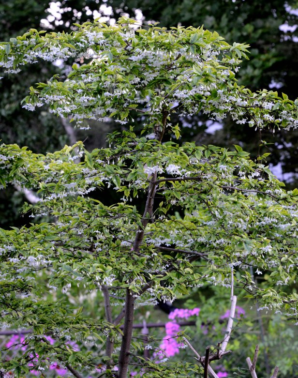 Water Jasmine provide plenty of fragrant flowers for months during summer.