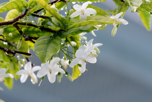 Clustered of flowers