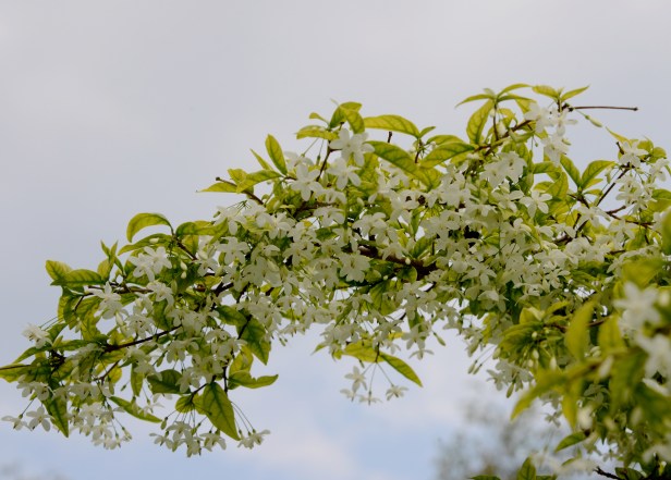Each little branches fill with tiny white flowers