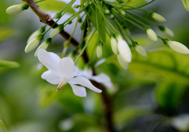 A cluster of white flowers that ready to bloom once the opening ones drop