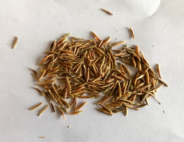 Seeds I keep for propagation