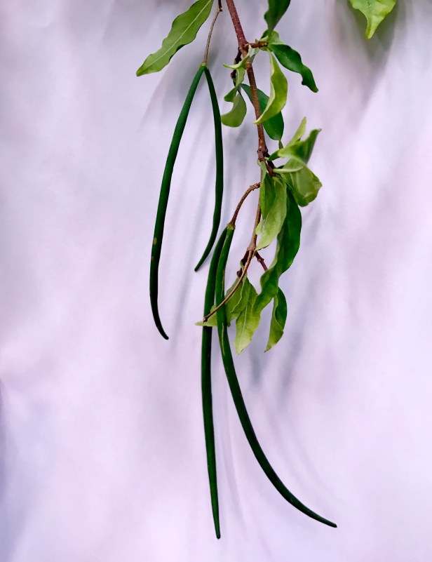 Its seedpods look like wishbone