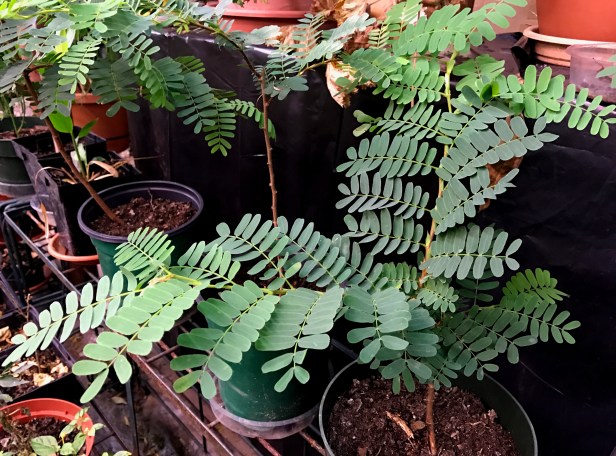 Reside in the basement with other tropical friends in winter. In a couple of moths they can enjoy warm weather and real sunlight again