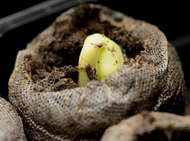 Tamarind seedling sprout up within two weeks