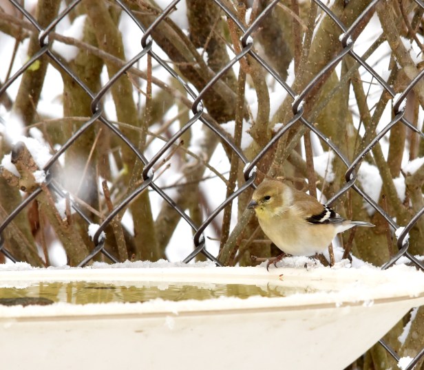 American Goldfinch stay with us throughout the year. The male only change his summer bright yellow coat to a much duller brown in winter. We take a hint that spring is coming when they start to drop the brown feathers.