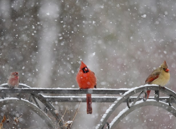 A pair of Cardinal and a House finch waiting their turn in snow 