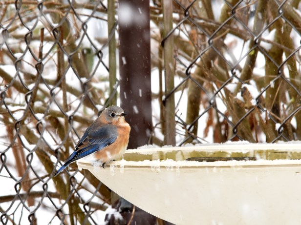 Female Bluebird