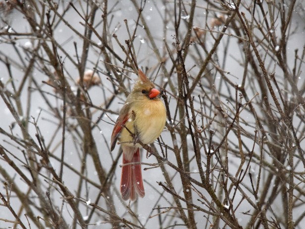 Female Cardinal