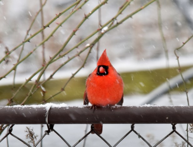 Bright red male Cardinal