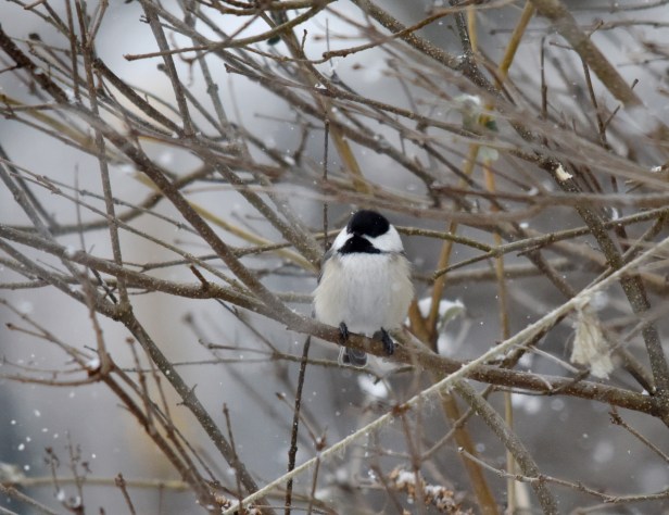 Chickadee