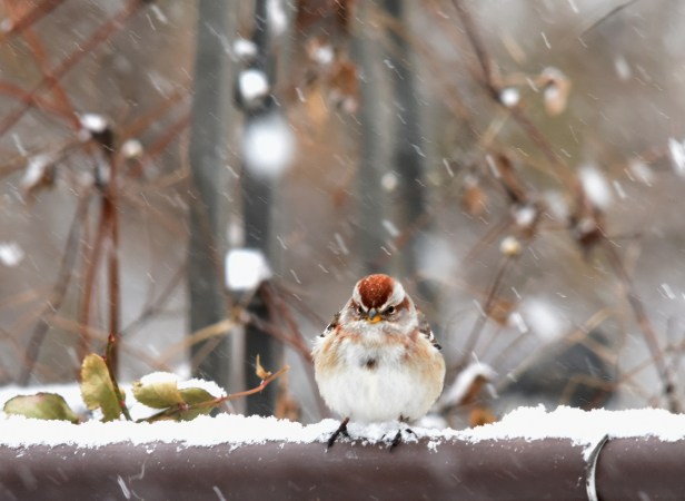 American Tree Sparrow