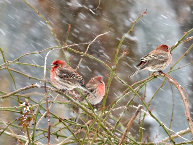 House Finch