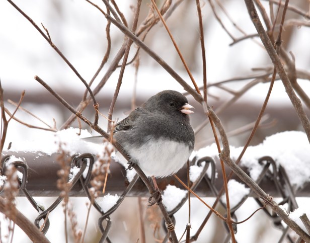 Dark-eyed Junco