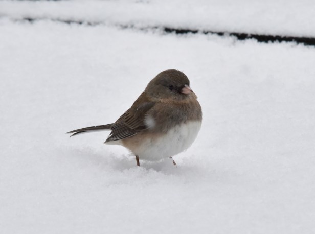 Junco