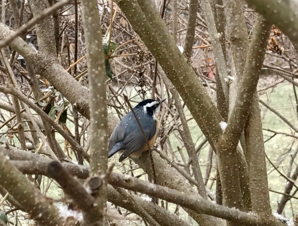 Red-breasted Nuthatch