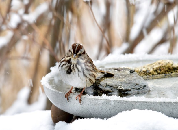 Song Sparrow