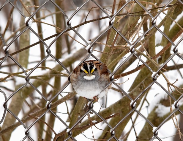 White-throated Sparrow