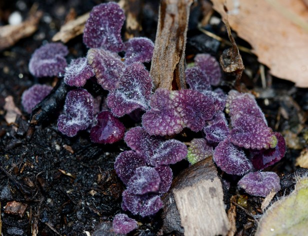 Young leaves of Anise Hyssop stay close to the ground. Hopefully they won't get frost burn. 