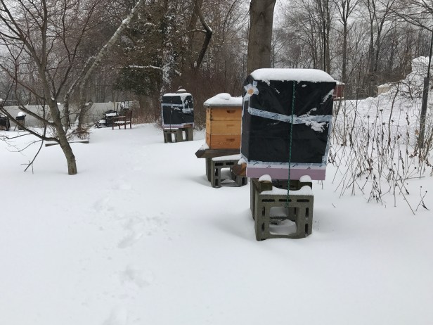 Beehives, all wrapped up, amid snow when we left for vacation. Due to lack of storage, we left empty supers out in the garden, unwrapped. 