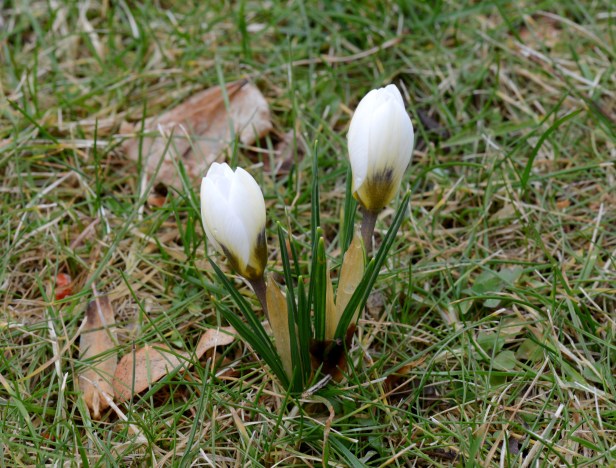 Many of over 200 crocuses we put randomly in the lawn last autumn have blossomed.