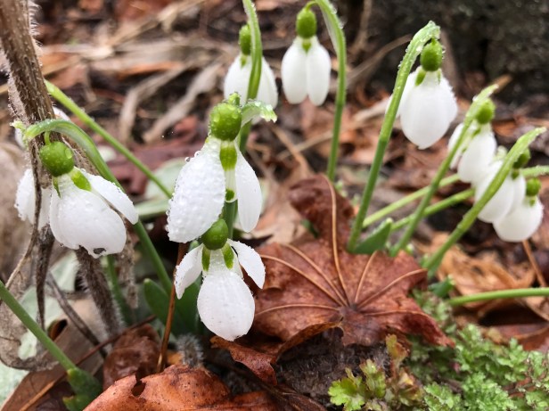 Plenty of Snowdrops pushed themselves through mulch leaves