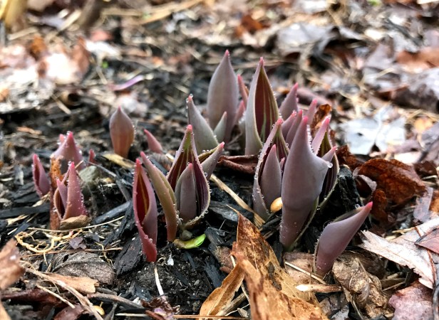 Two bulbs of rescued tulip have become a healthy clump 