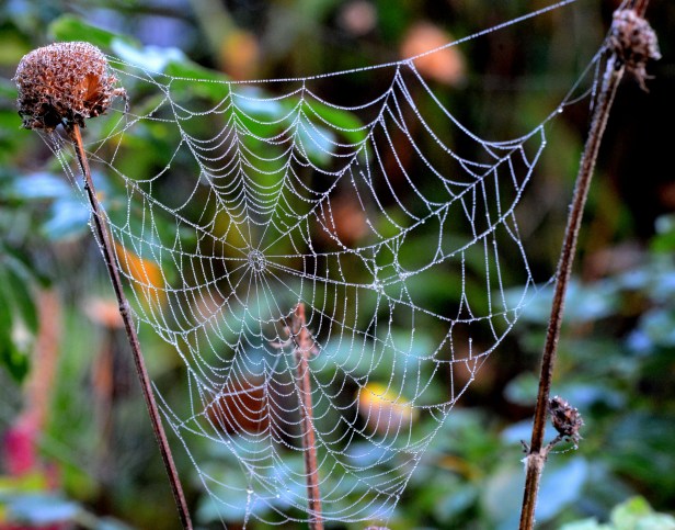 Spiderweb