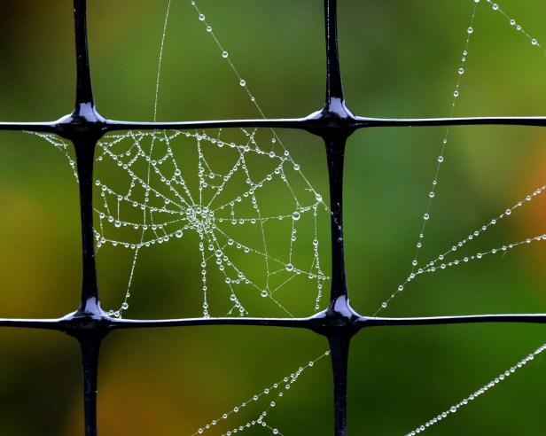 Spiderweb