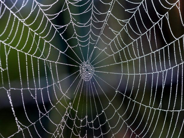 Spiderweb