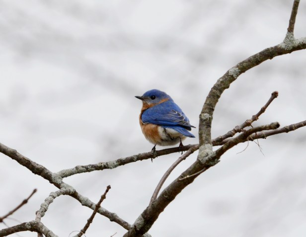 Eastern Bluebird