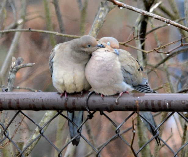 Mourning Dove
