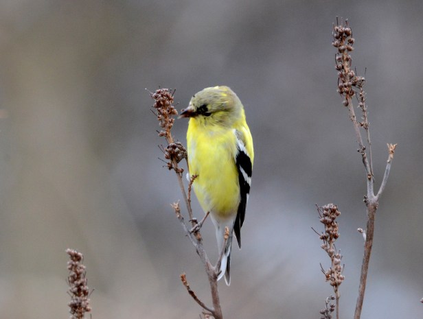 American Goldfinch