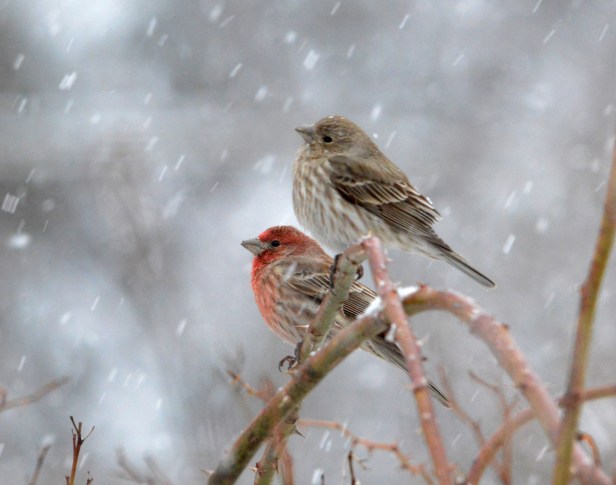 House finch