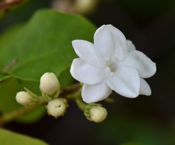 Jasmine