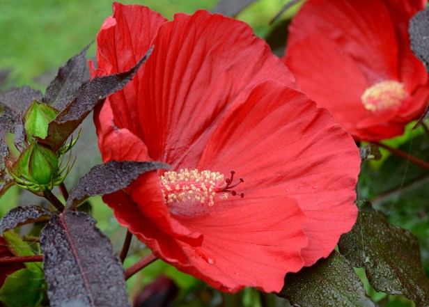 Hibiscus-Midnight Marvel