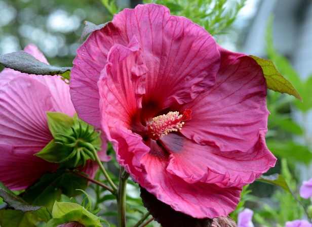 Hibiscus-Plum Crazy