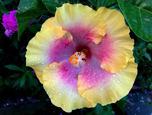 Hibiscus 'Bon Temps'