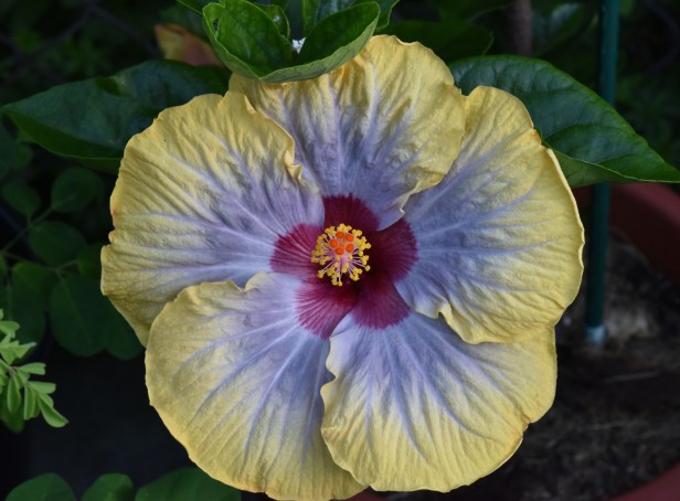 Hibiscus-Voodoo Queen-evening