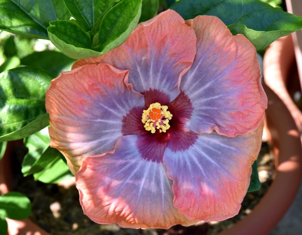 Hibiscus-Voodoo Queen-morning