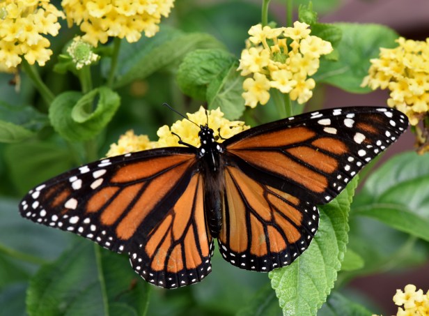 Monarch